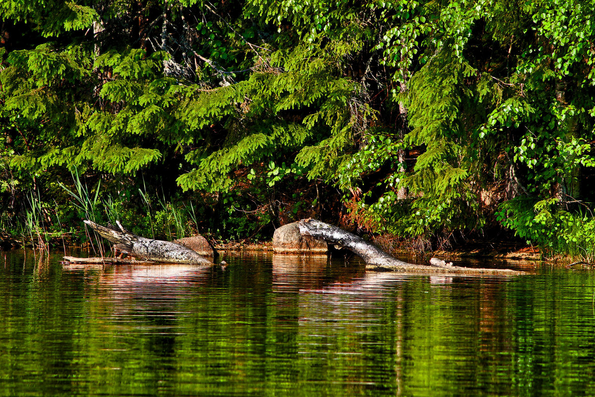 Изумрудная зелень лета и местные крокодилы Яшинского озера - Марина Шубина