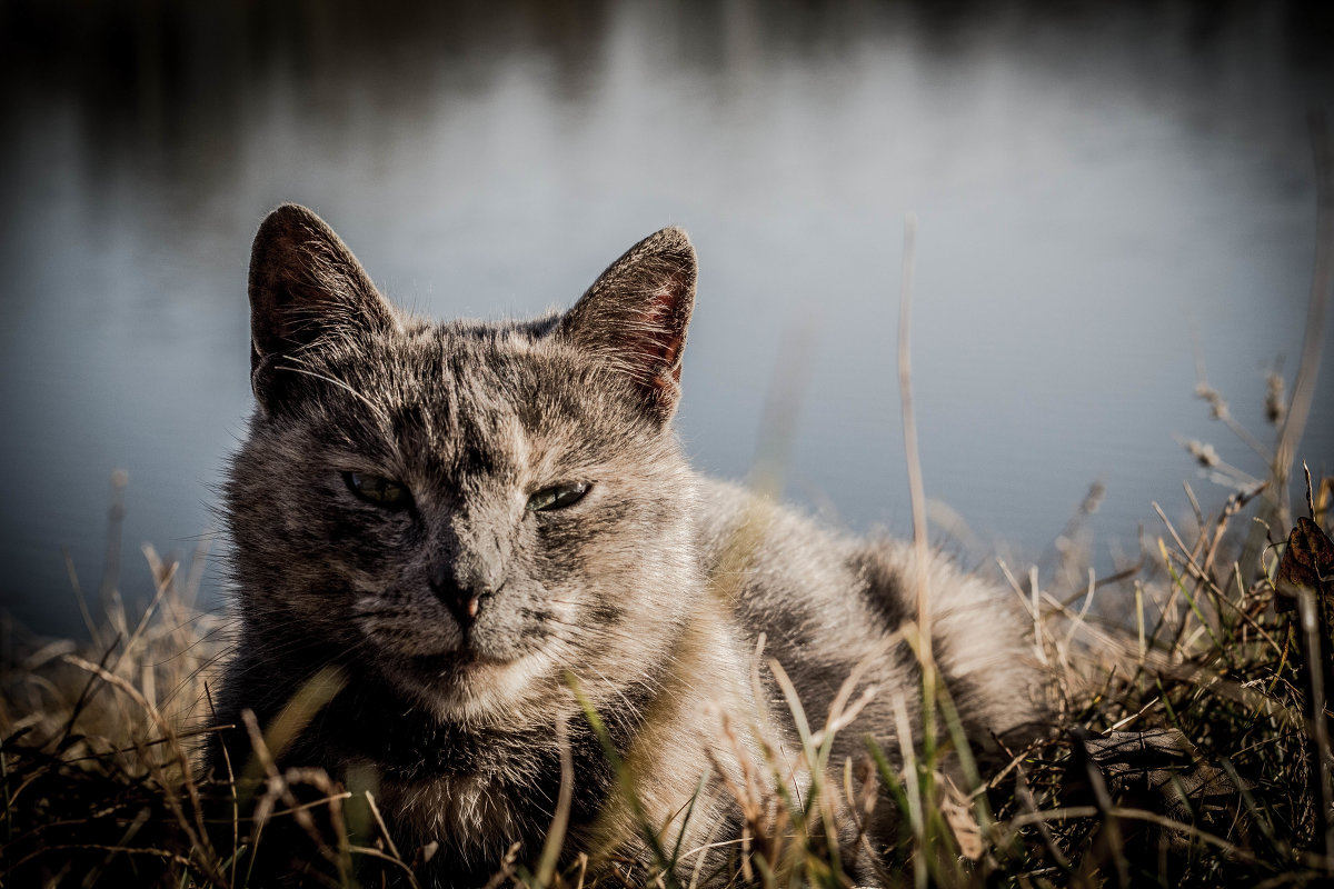 Котик) - Роман Кравченко