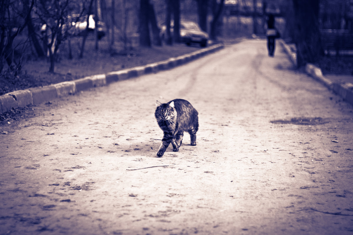 Уличный кот - Kate Knyazeva