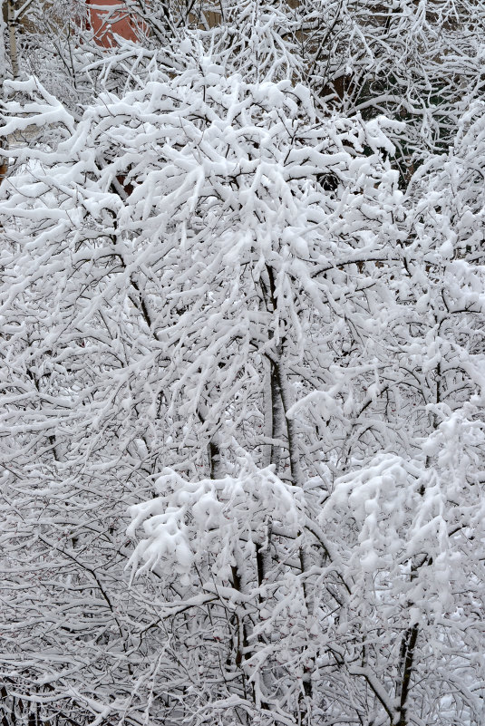 26.11.2013 - Светлана 