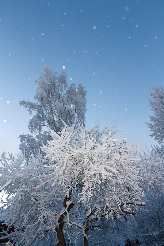 Покрылись деревья снежком. - Виталий Дарханов