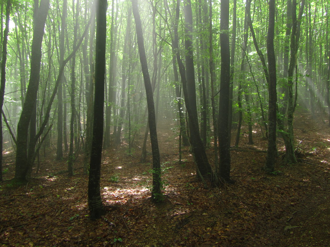 Туманный лес - Иван Начинка