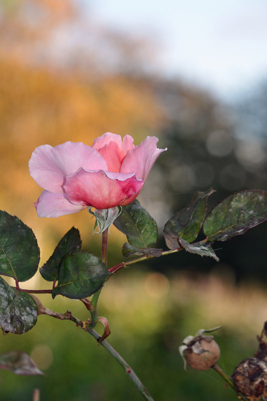 Королевская роза - Зоя Высоткова