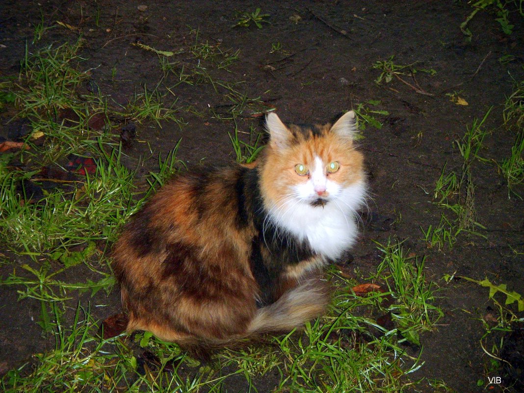 Дворовый кот Мотя - Владимир 