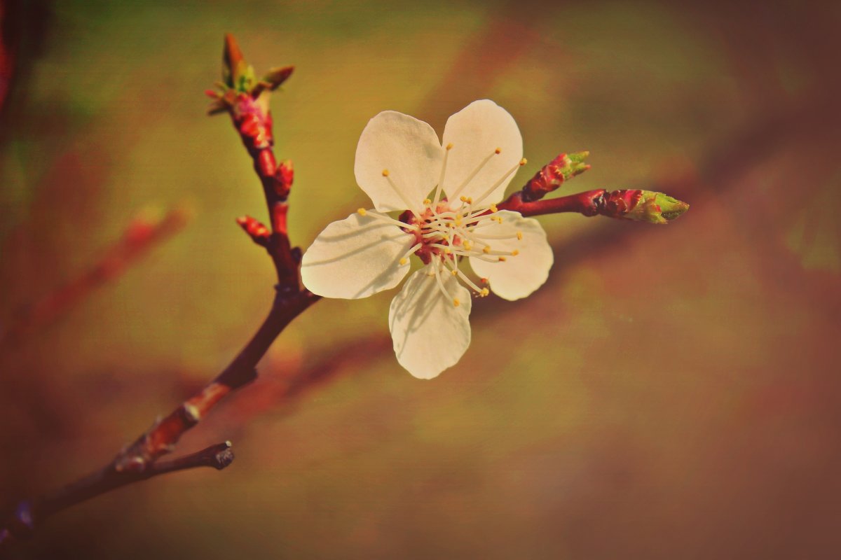 весенний цветочек - Александра Микова