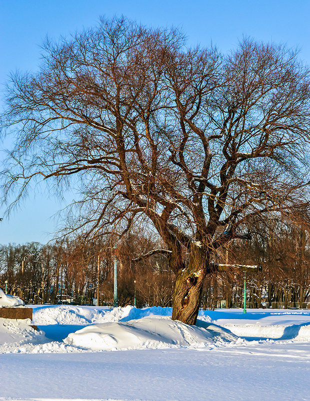 Дерево - Valerii Ivanov