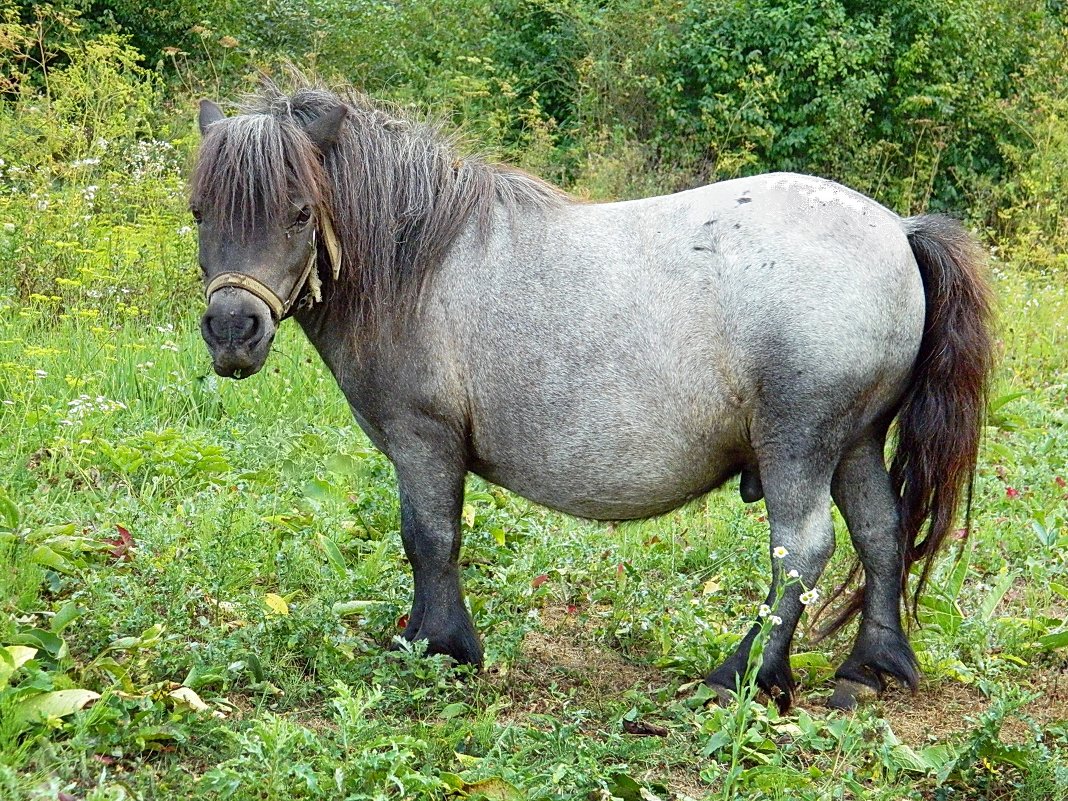 Пони тоже кони - Александр Бурилов