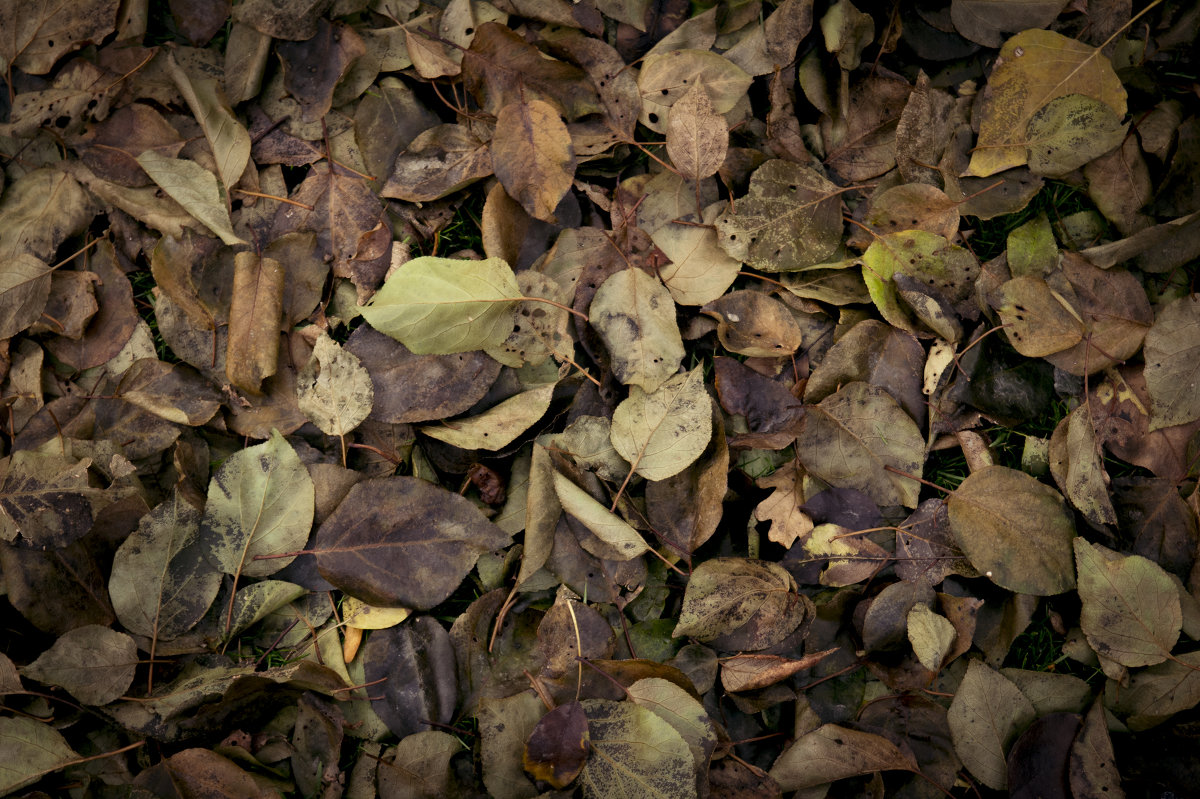 Падшие листья - Данил 