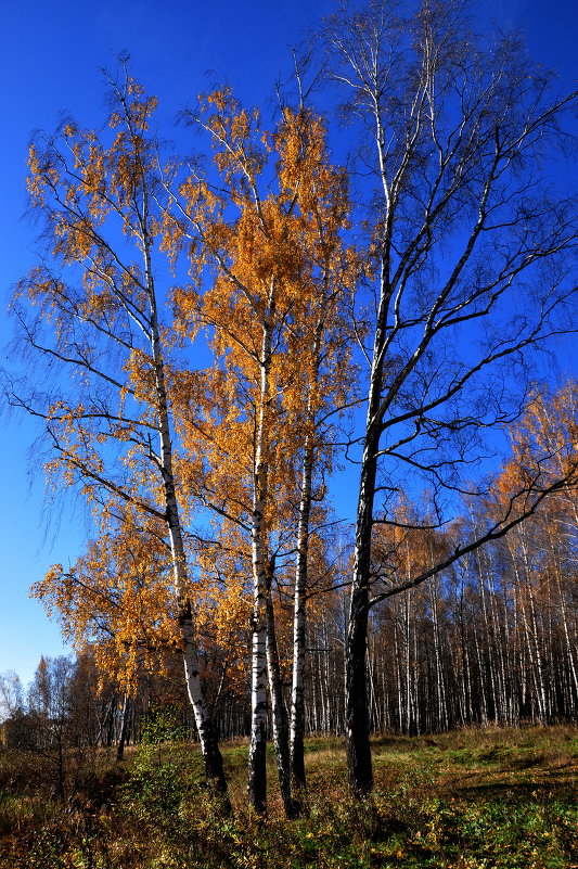 осень - Владимир Ершов