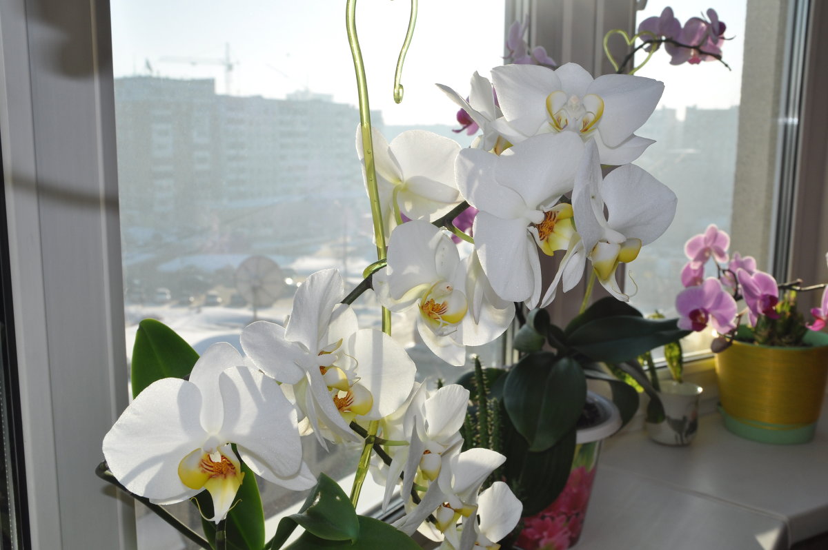 белая орхидея - Вадим Гудин