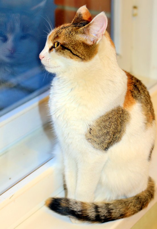 любопытство кошки - Ольга 