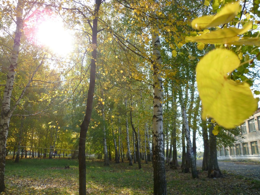 Осень... желтеющий лист на березе, прекрасная сказка лесов... - Елена 
