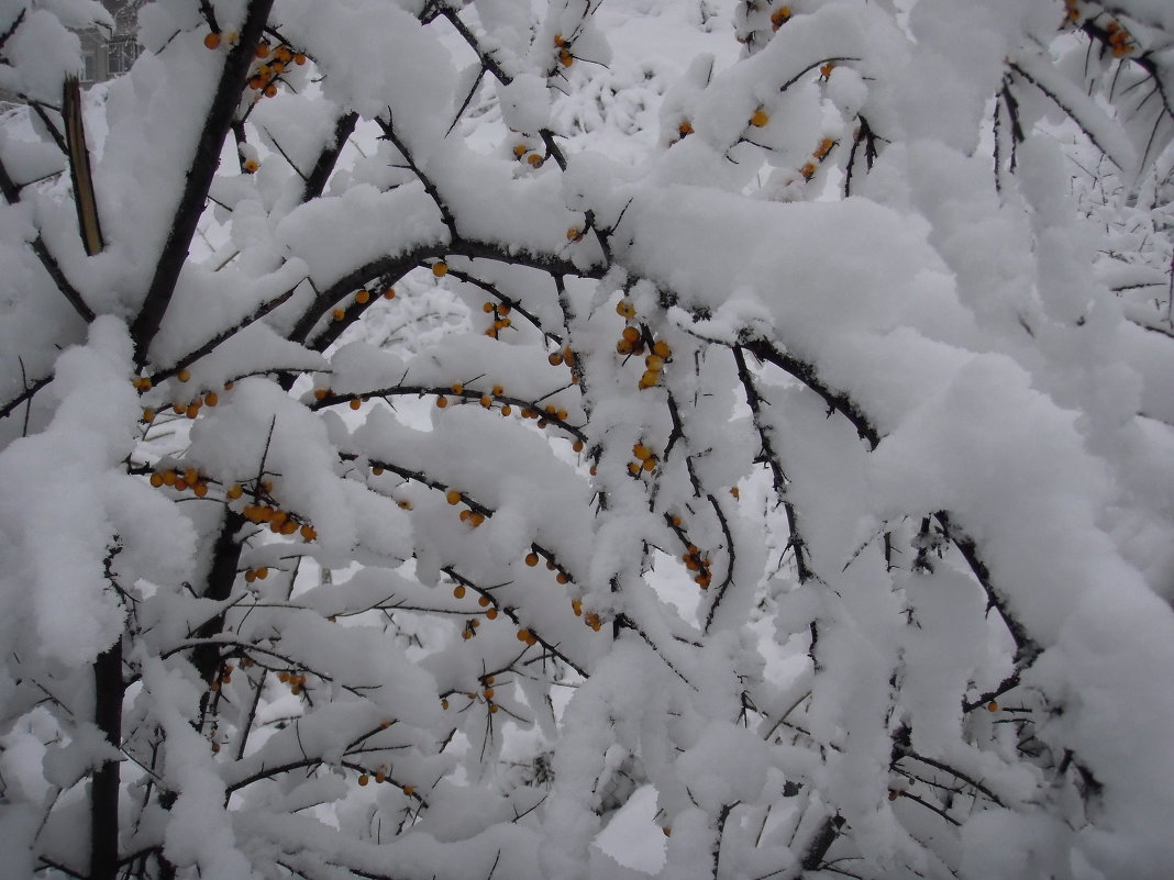 Кустик под снегом - Снежанна 