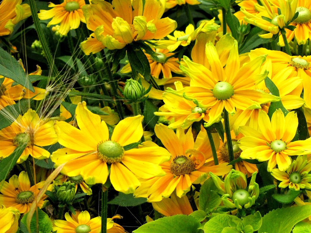 Желтые цветы - Ольга Иргит