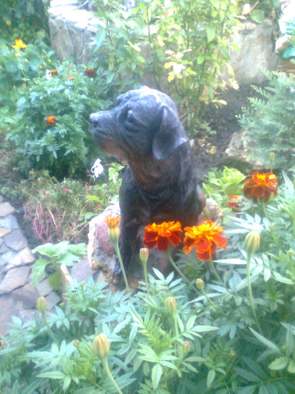 статуя собаки - Дарья Неживая