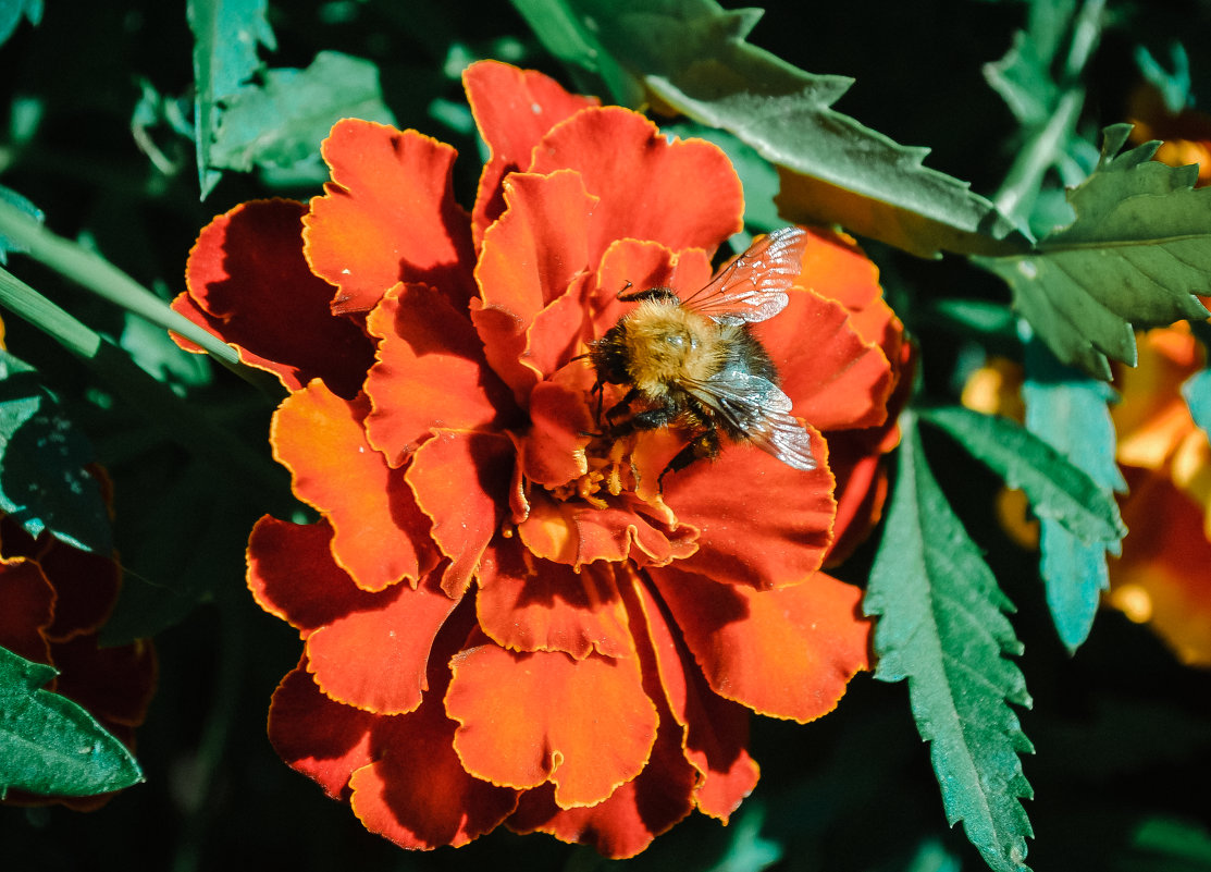 Пчёл - Анечка Счастливая