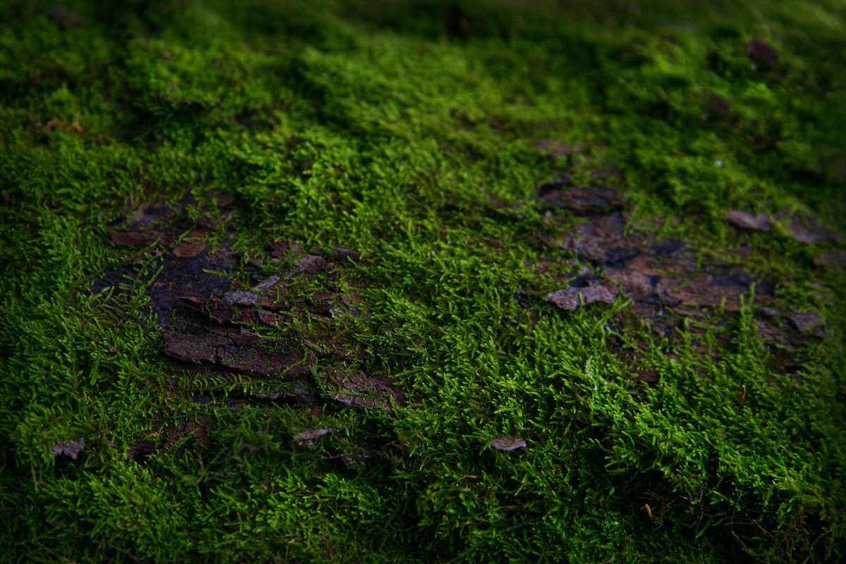 Зелёные поля для муравьёв) - Мария 