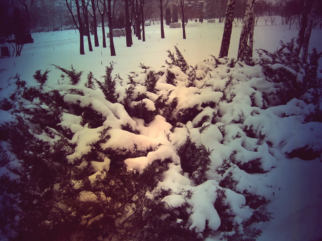 покрыты снегом аллеи.... - Svetlana Makarenko