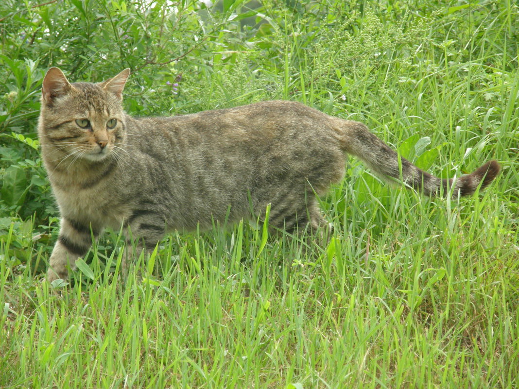 Кот - Мария Дуванова