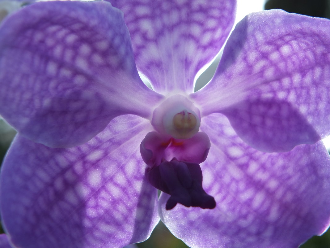 День орхидеи #2 - Нина Ковзель
