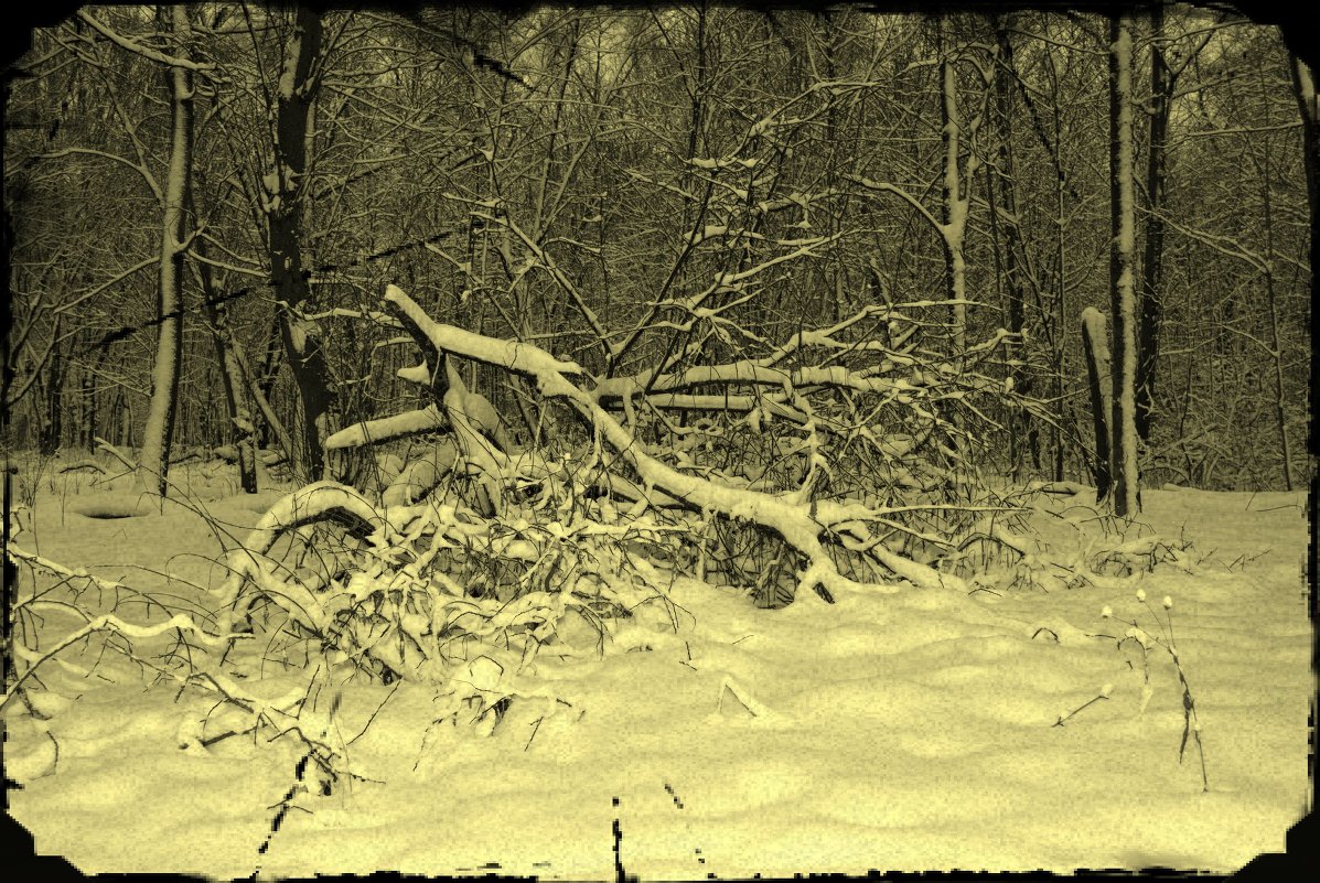 Зимой в лесу! - Олег Семенцов