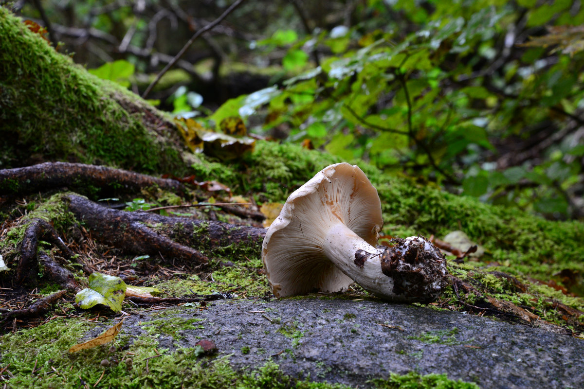 Mushroom on the rock - Дмитрий Каминский