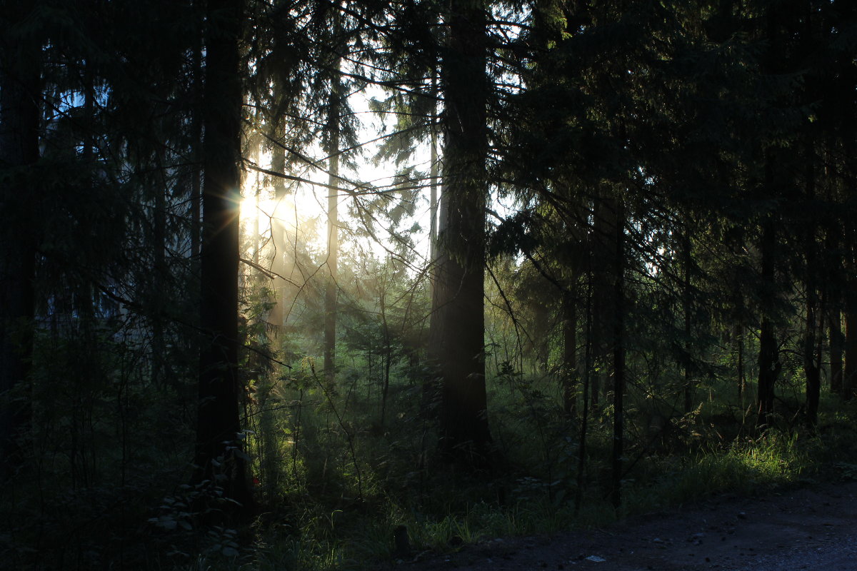 Утро в лесу - Константин Долгий