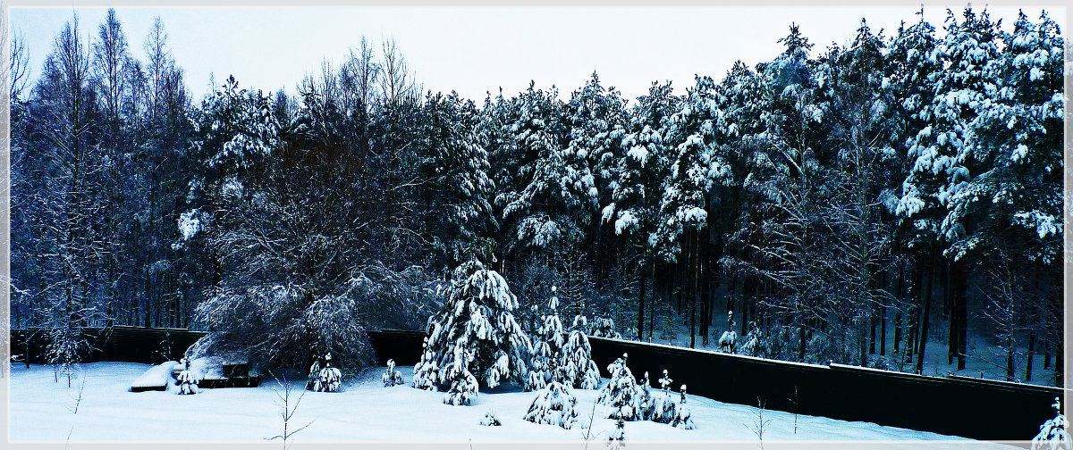 Зима в лесу. - Александр Лейкум