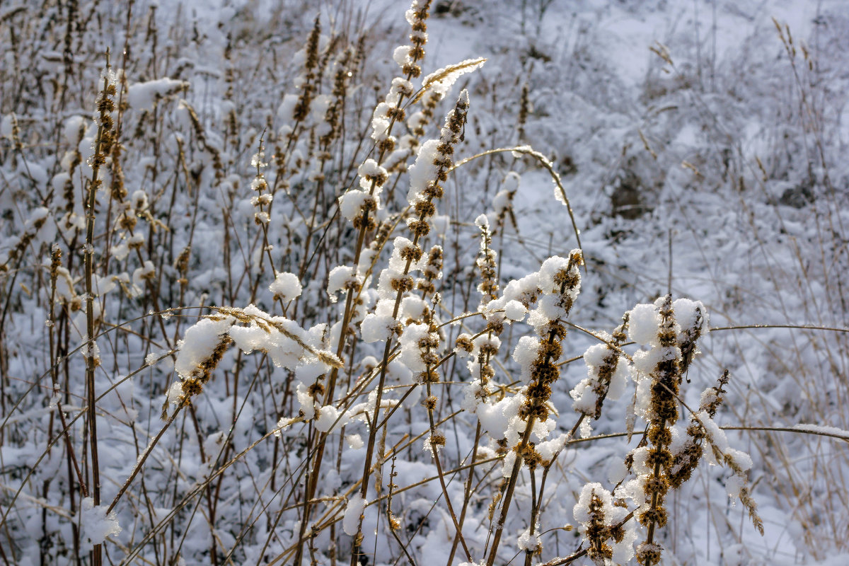 Снег на траве - Юрий Стародубцев