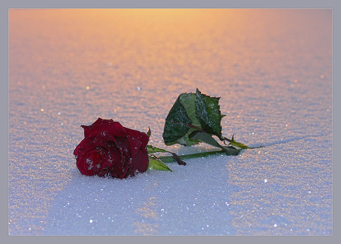 Роза на снегу лежит