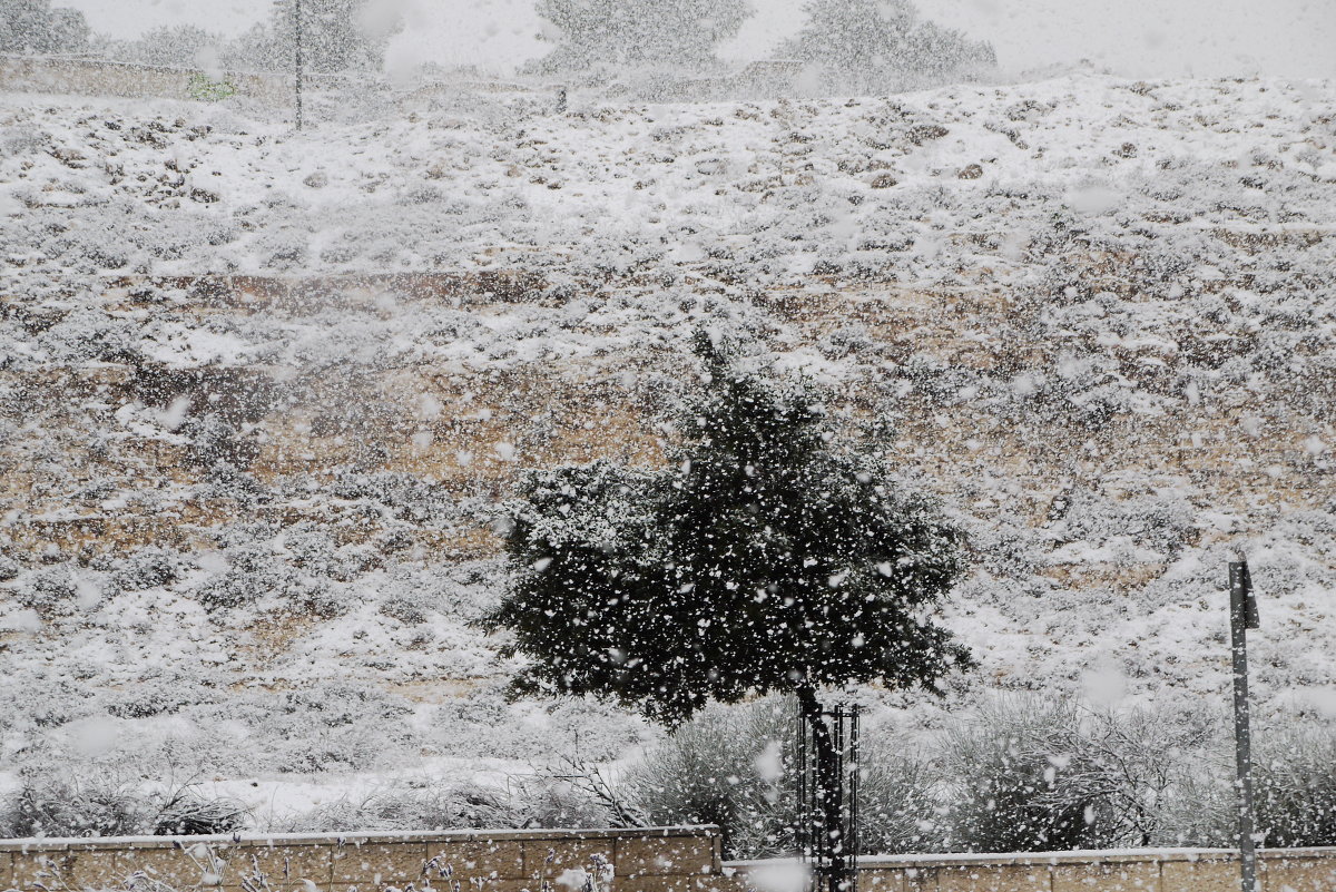 Сегодня в Иерусалиме снег - Алла Шапошникова