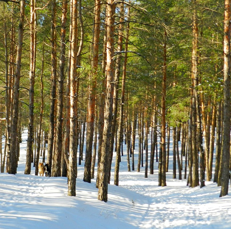 зимний лес - НАДЕЖДА КУЖЕЛЕВА