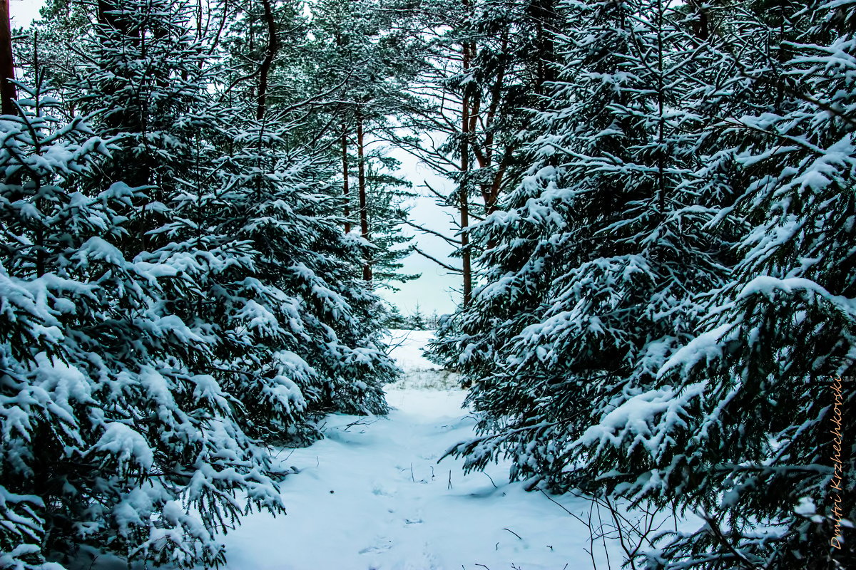 снежный лес - Dmitri_Krzhechkovski Кржечковски