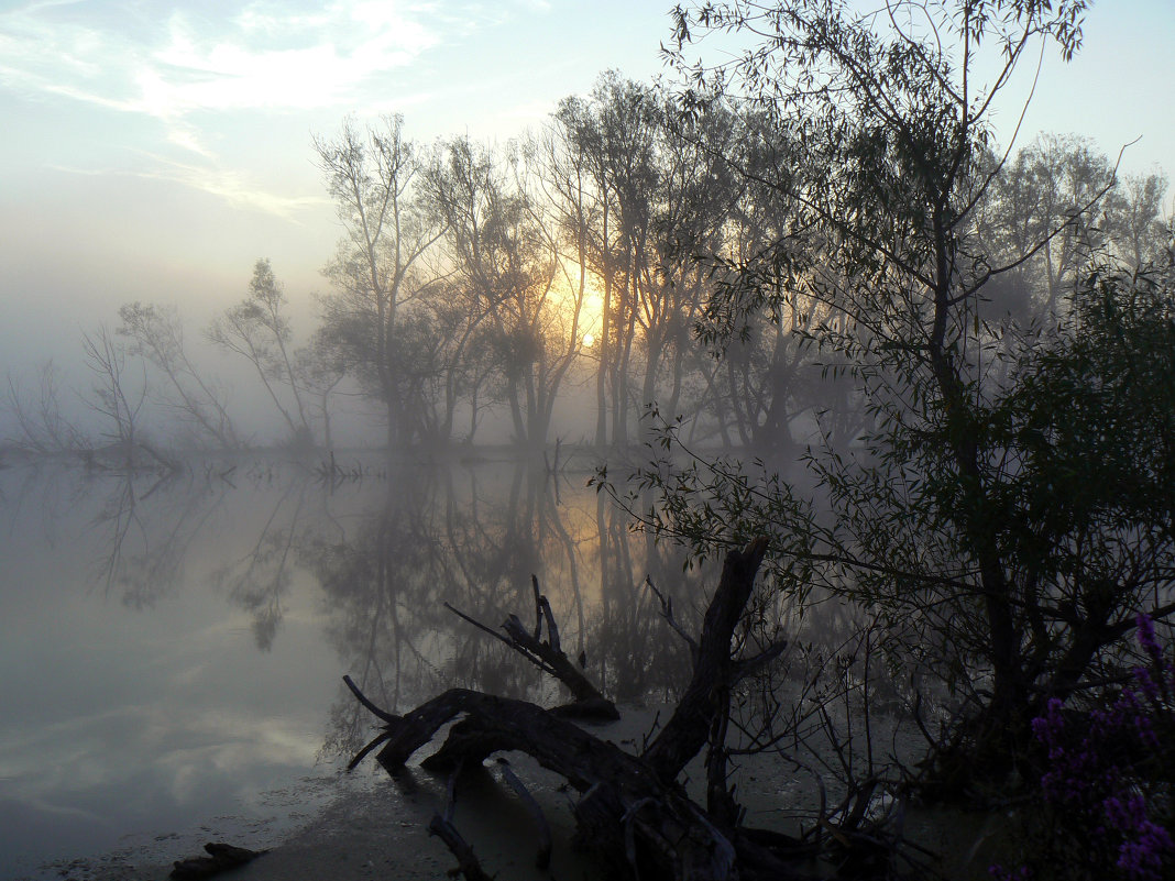 утро на озере - Лариса Б