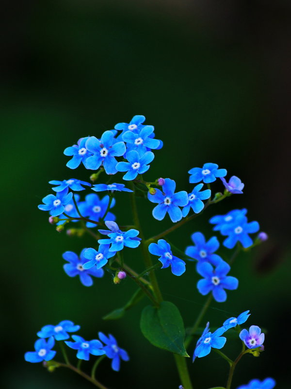 синева цветущая - gribushko грибушко Николай
