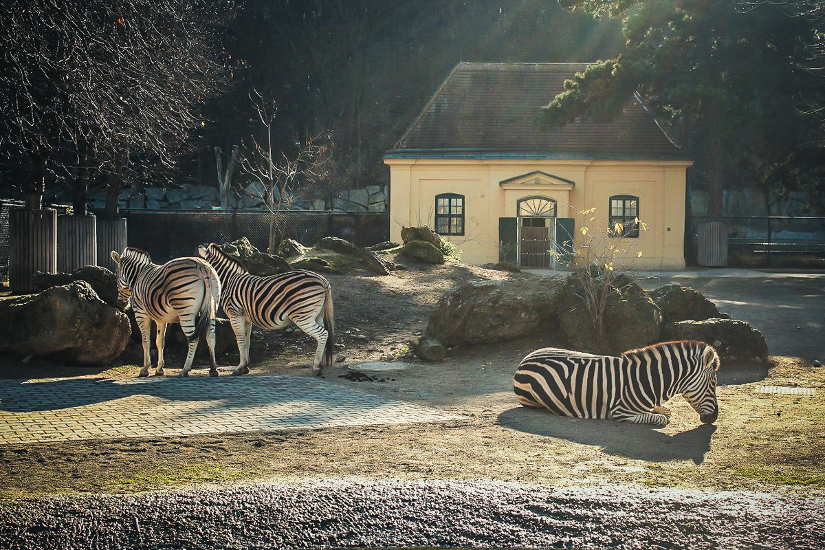 Австрийский зоопарк - Анастасия Володина
