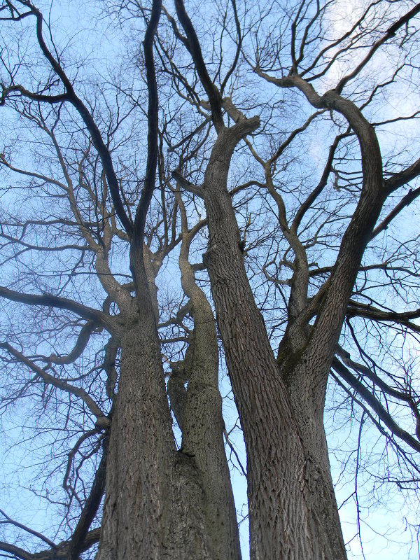 Старые деревья - ЕЛЕНКА Литвиновская