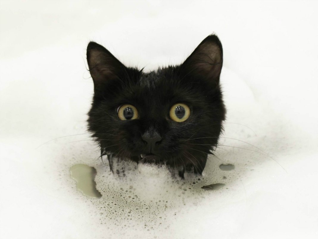 Кот в ванной - SDA Самсонов