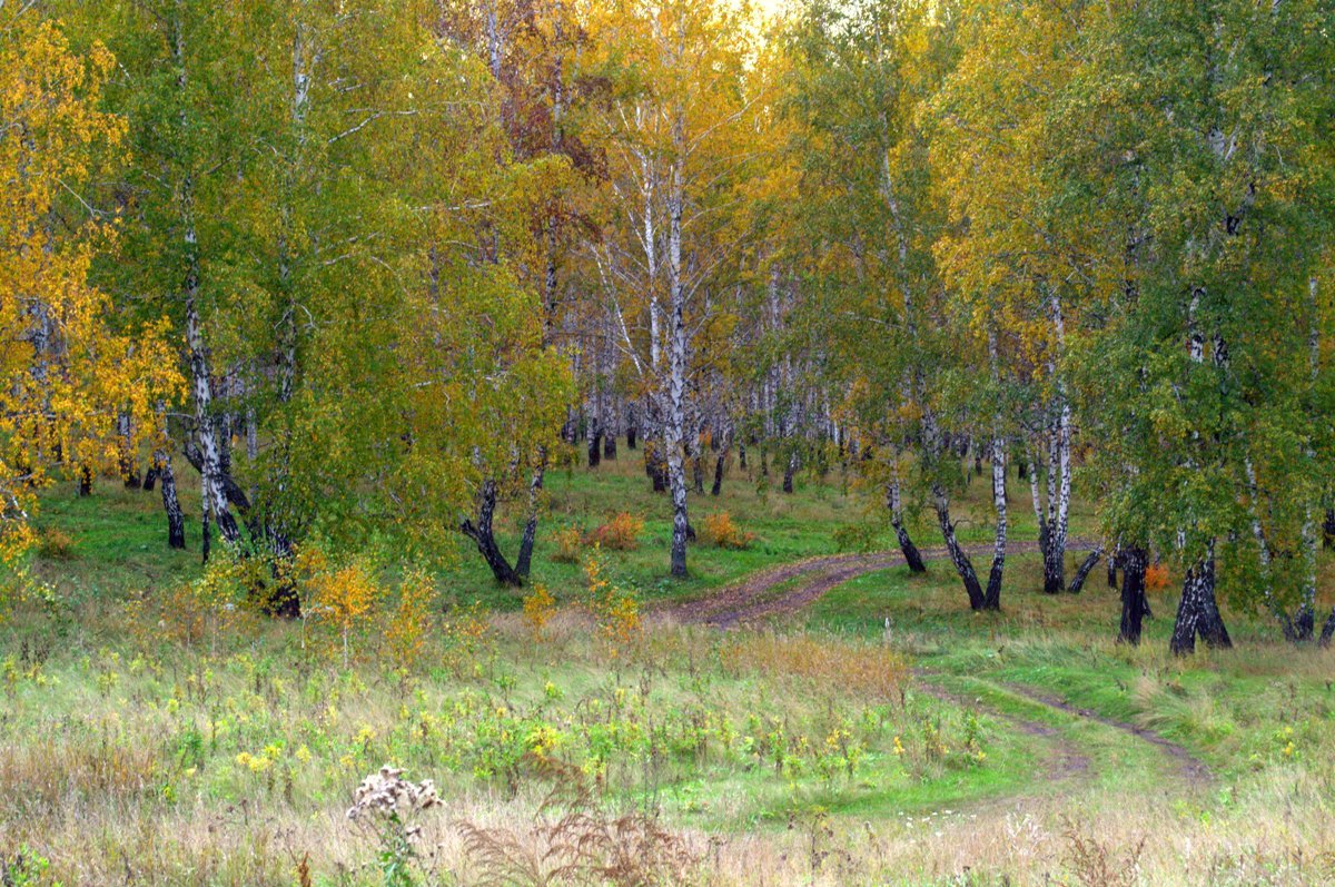 Осенний лес, тропинка - Людмила Якимова