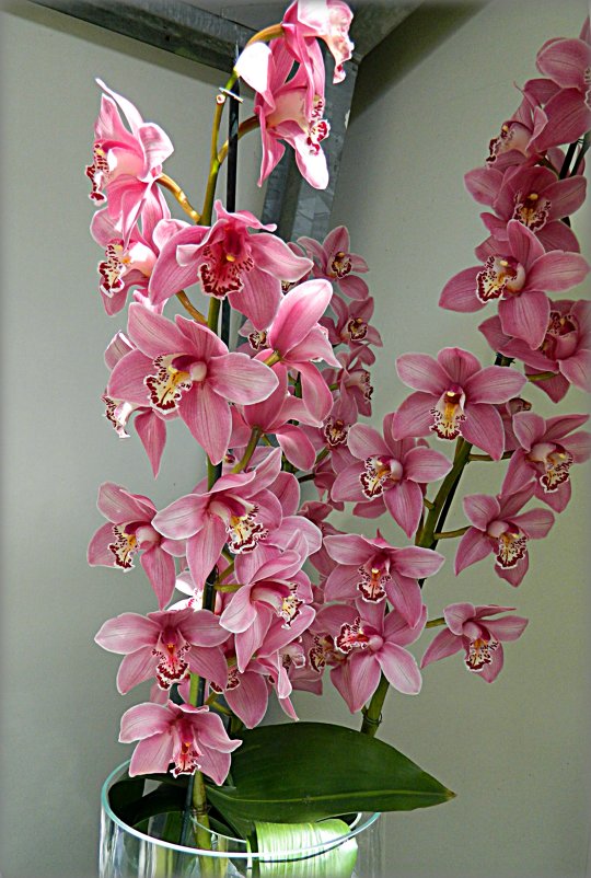 орхидея - Александр Корчемный