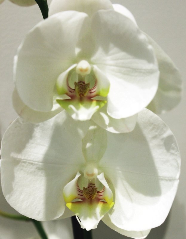 Орхидея - Жанна Забугина