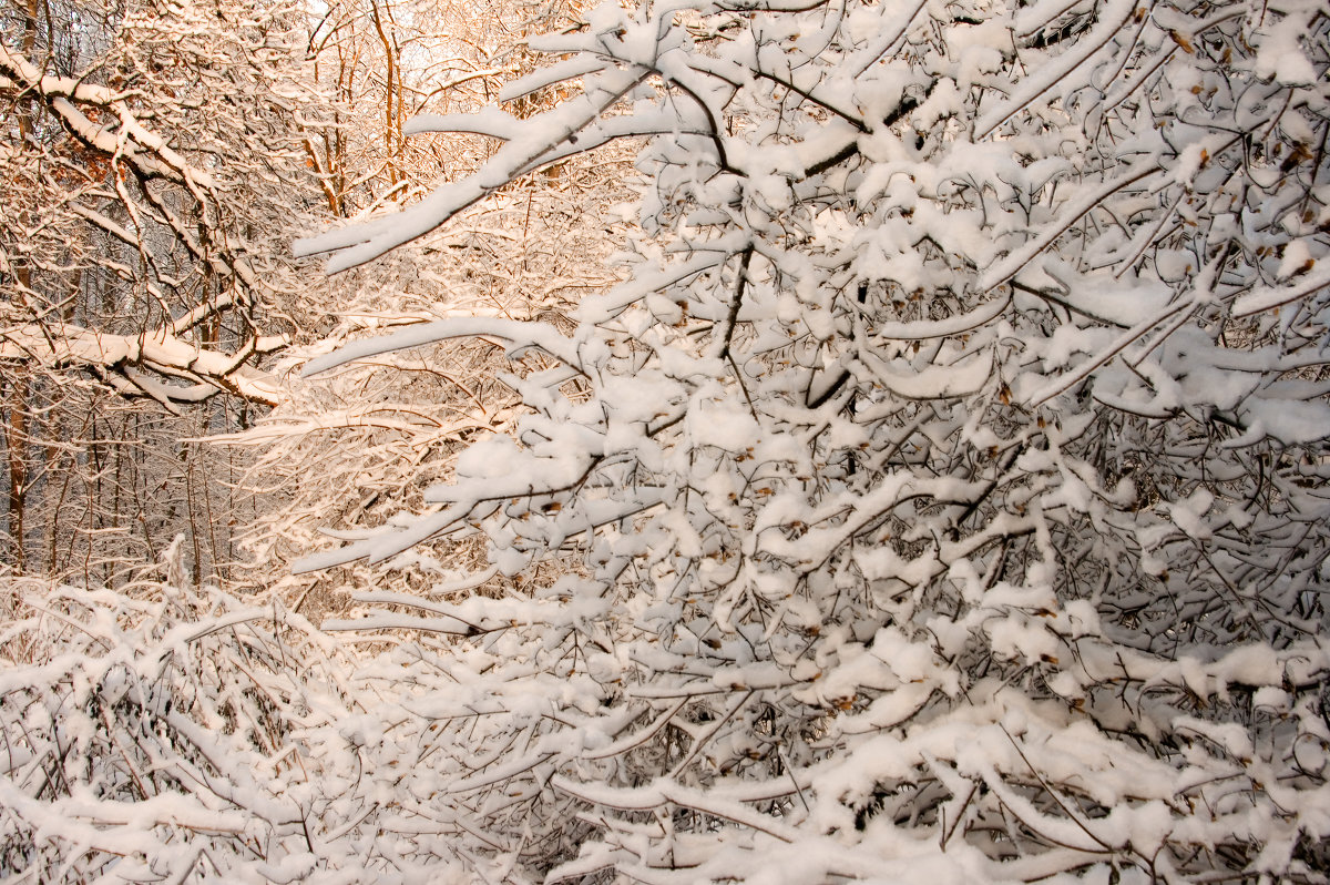 Зима в подмосковном лесу - Олег Неугодников
