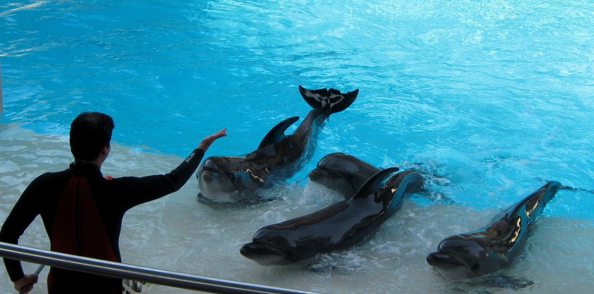 Повелитель дельфинов - Элла 