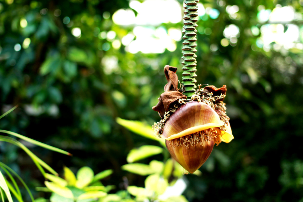 Цветок бананового дерева - Anna Minevich