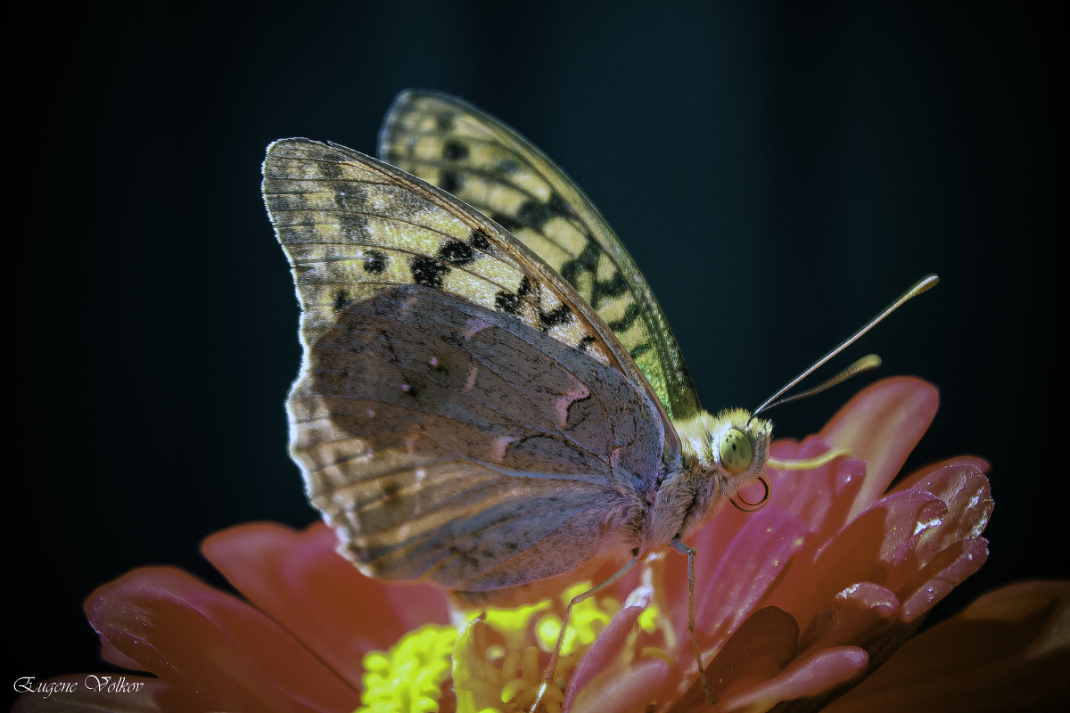 Butterfly - Eugene Volkov