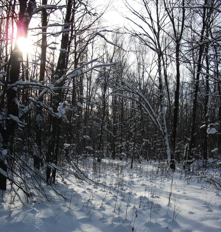 зима в лесу - Елена Шидловская