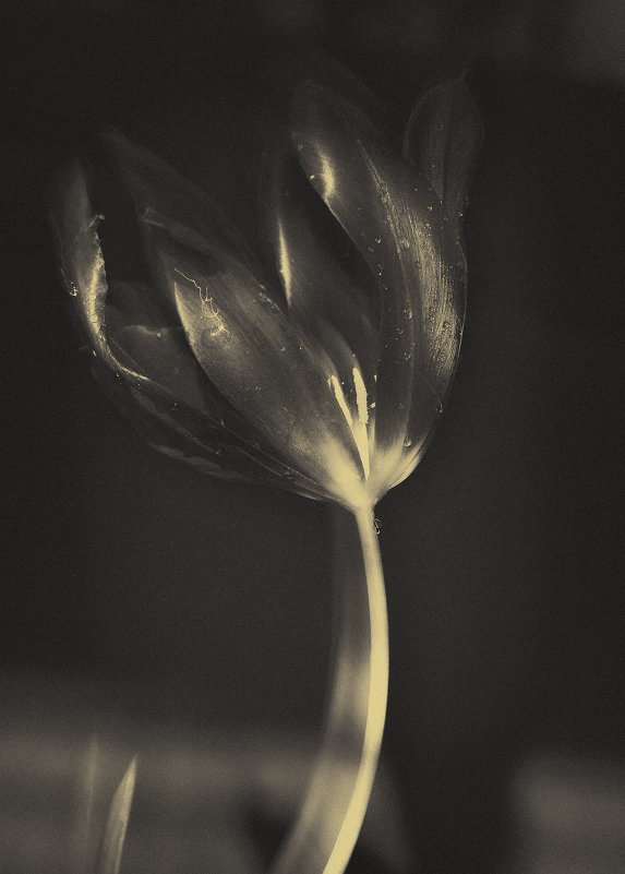 tulip - Emma Marashlyan