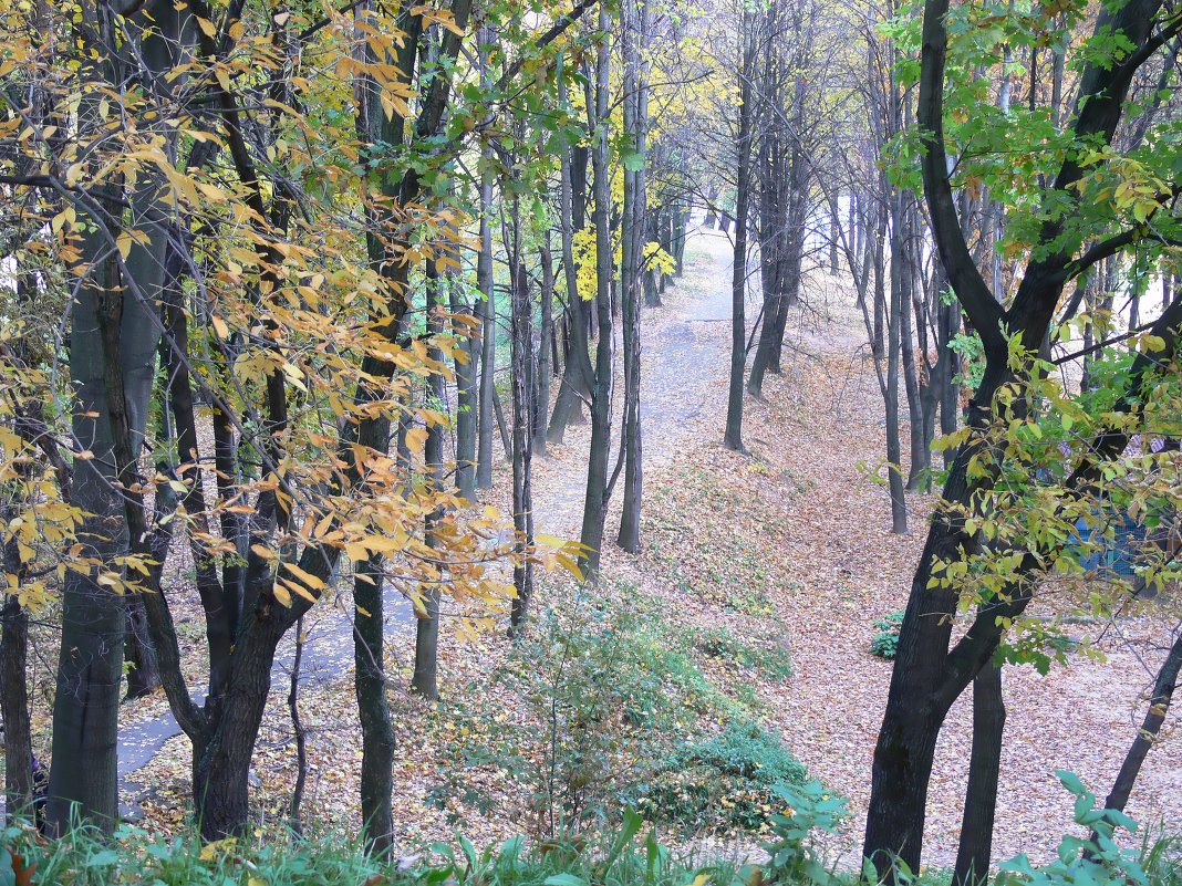 Осень в парке - Ирина Романова