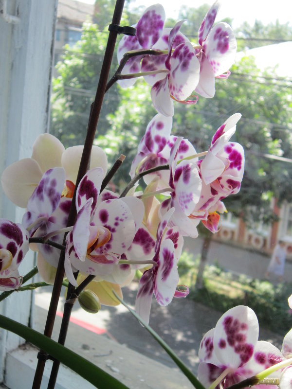 орхидея - Екатерина Камандакова