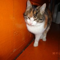 Барсик мой любимый котенок Республика Башкортостан :: Виктория 